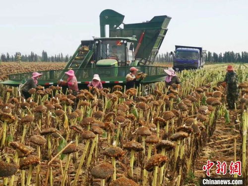 新疆兵团 农产品销售专班当 红娘 为10万亩食葵打开销路