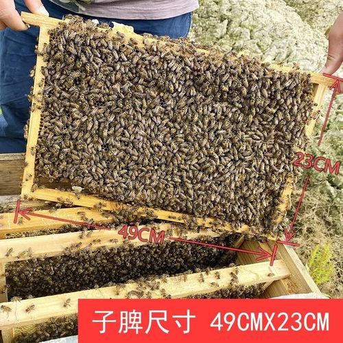 中蜂蜂群带王蜜蜂活养殖带子脾阿坝中蜂带蜂箱中华土蜂出售笼蜂群 原