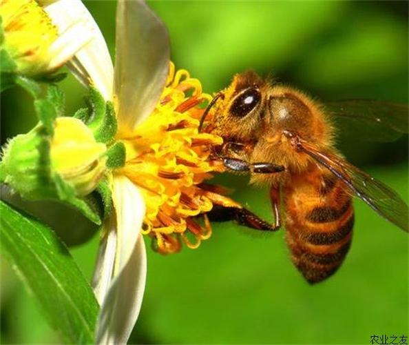 蜜蜂_蜜蜂图片_蜜蜂养殖技术_农业之友手机