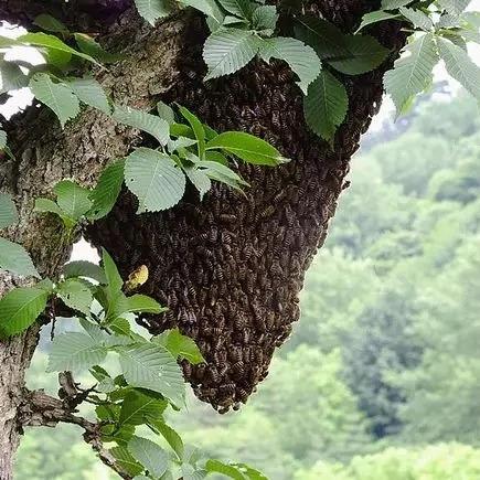 所在栏目:蜂产品>蜂王浆蜜蜂在自然分蜂前前后后都有一些现象可以看到