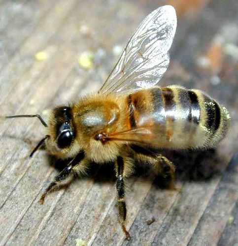 中华蜜蜂如何分蜂_蜜蜂养殖_多客蜂蜜网