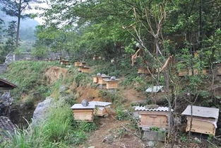 中蜂养殖技术 中蜂群越冬前的饲养管理