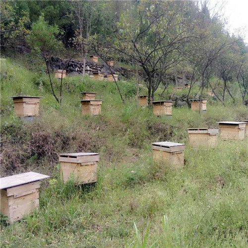 遵义蜜蜂销售服务提供|遵义市新蒲新区三渡镇徐安木中蜂养殖场